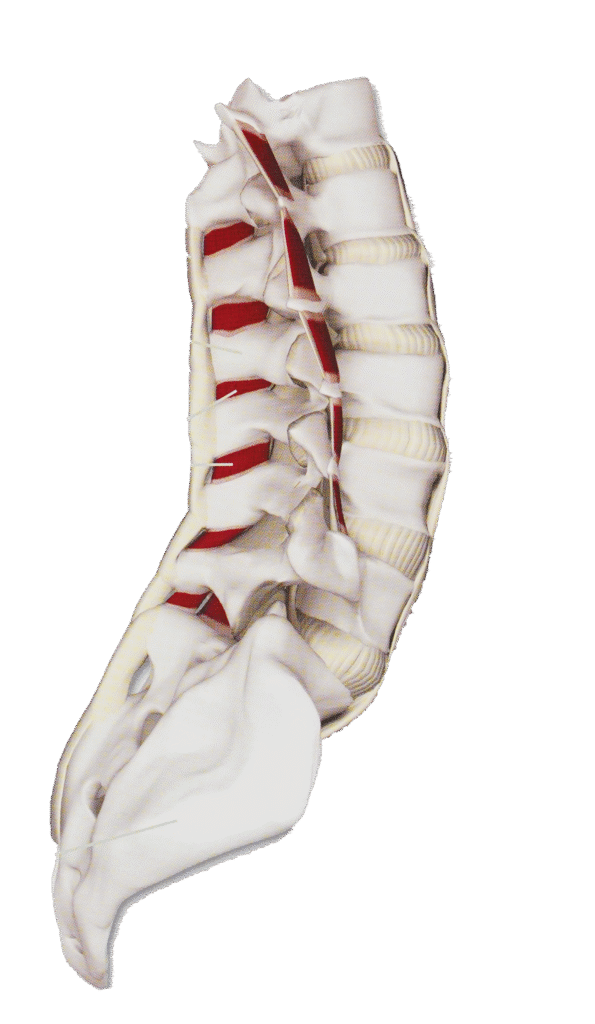 Articulaciones de la columna vertebral