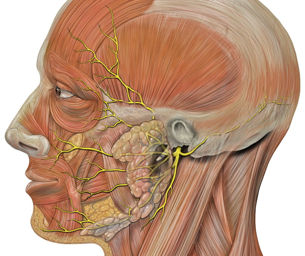 Nervio facial
