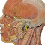 Nervio facial