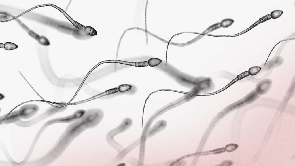 Factores que afectan la espermatogénesis