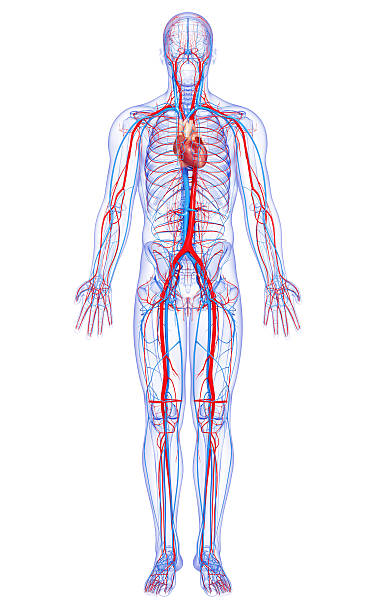 Anatomía de las arterias y venas de la circulación mayor