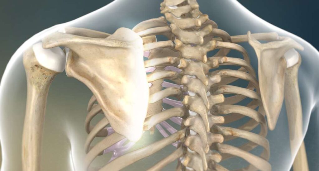 Ligamentos propios de la escápula
