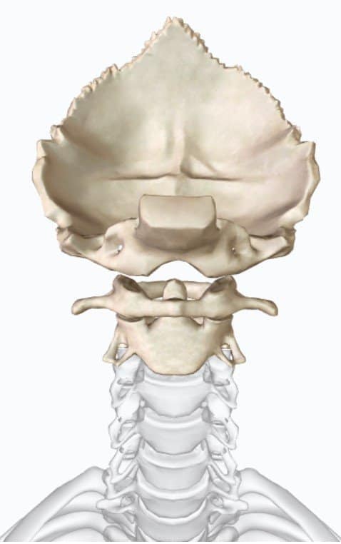 Articulaciones sinoviales de la cabeza