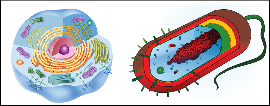 Diferencias entre eucariotas y procariotas
