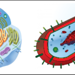 Diferencias entre eucariotas y procariotas