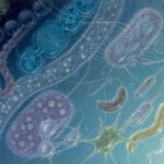 Clasificación bacteriana