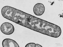 Estructura y biosíntesis de los componentes principales de la pared celular bacteriana