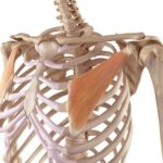 Músculo pectoral menor