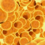 ¿Qué es el tejido adiposo?