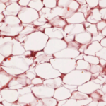 Funciones del tejido adiposo blanco