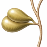 Vesícula biliar doble