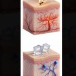 Sensibilidad térmica, receptores térmicos y su excitación