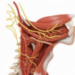 Nervio hipogloso (XII)