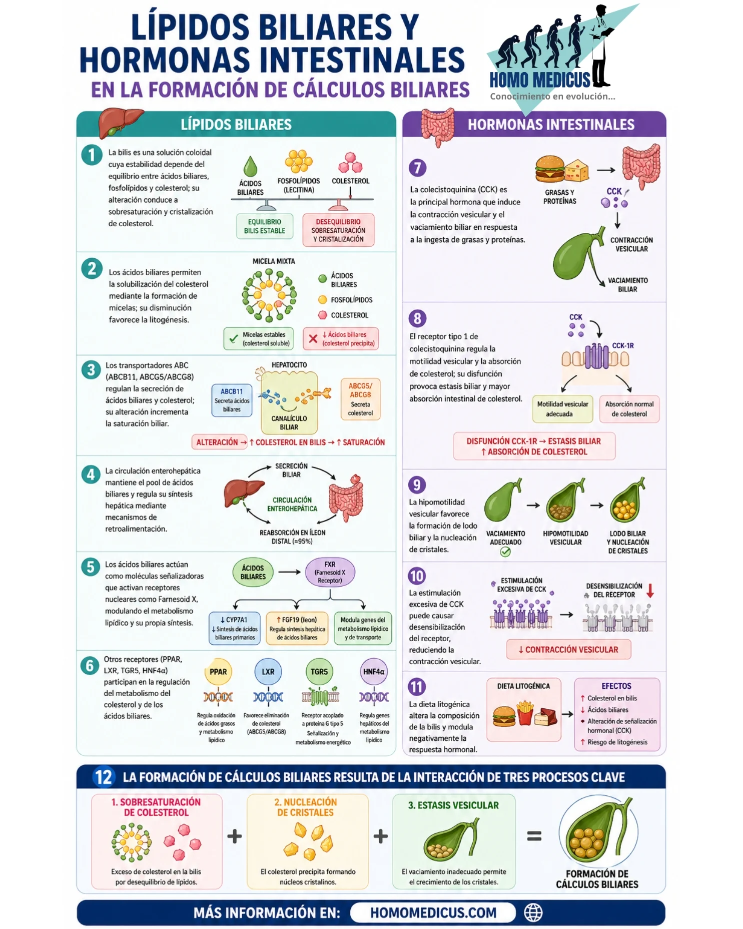 Papel de los lípidos biliares y las hormonas intestinales en la formación de cálculos biliares