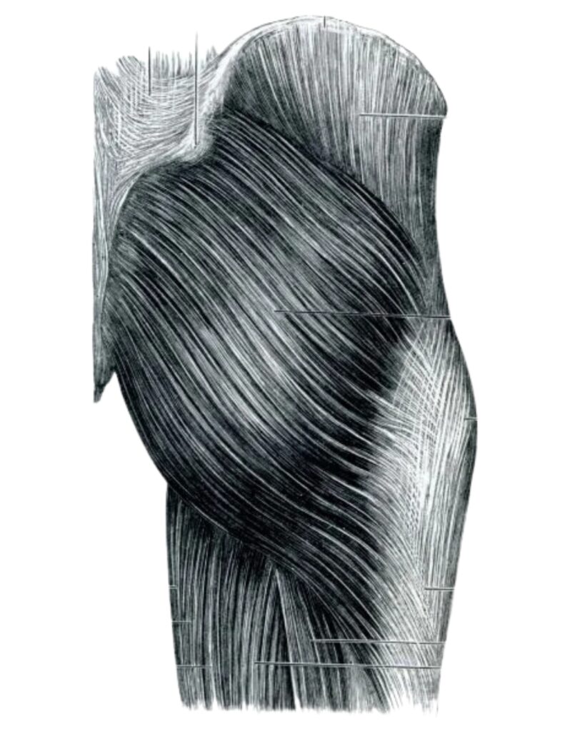Fascia glútea