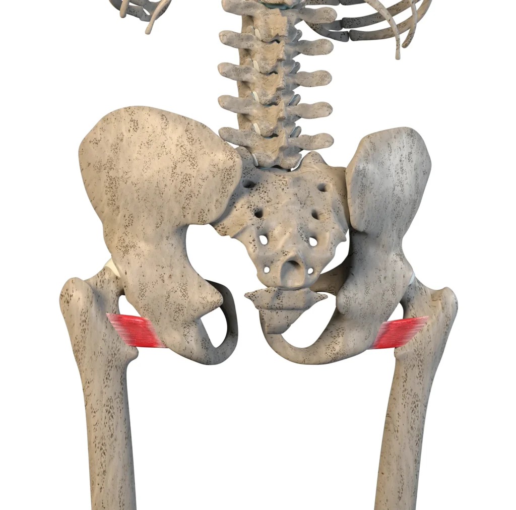 Músculo cuadrado femoral