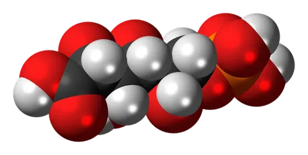 Dinámica del fosfato inorgánico en los líquidos extracelulares