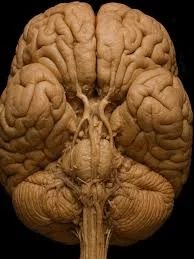 Base del cerebro