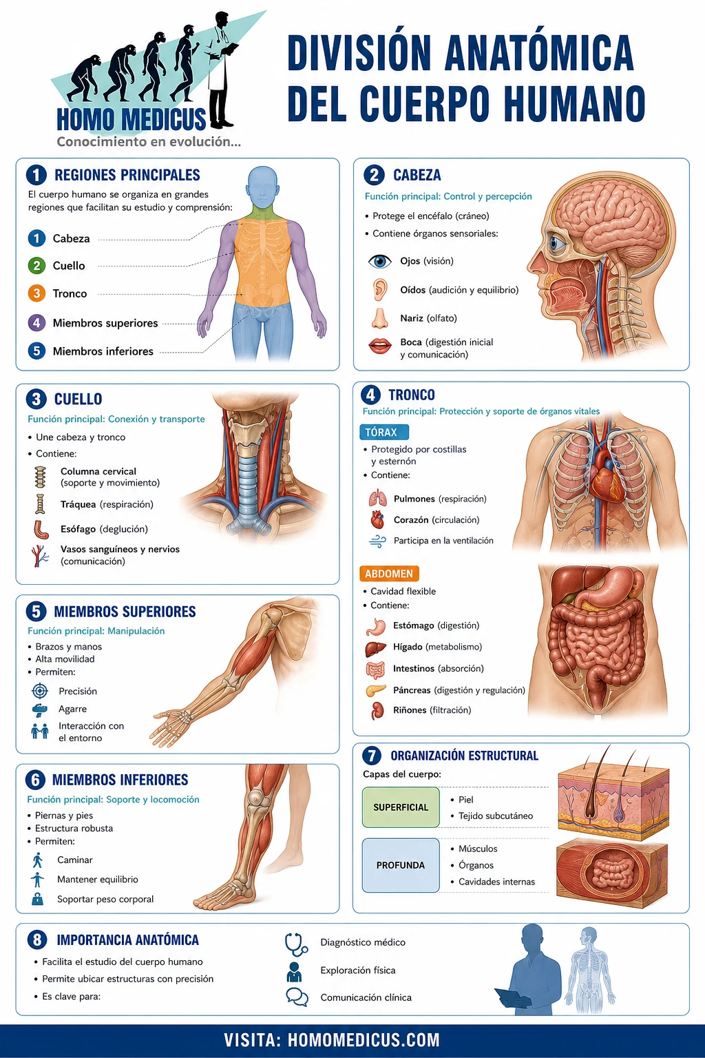 DIVISIÓN ANATÓMICA DE CUERPO HUMANO DIVISIÓN ANATÓMICA DE CUERPO HUMANO
