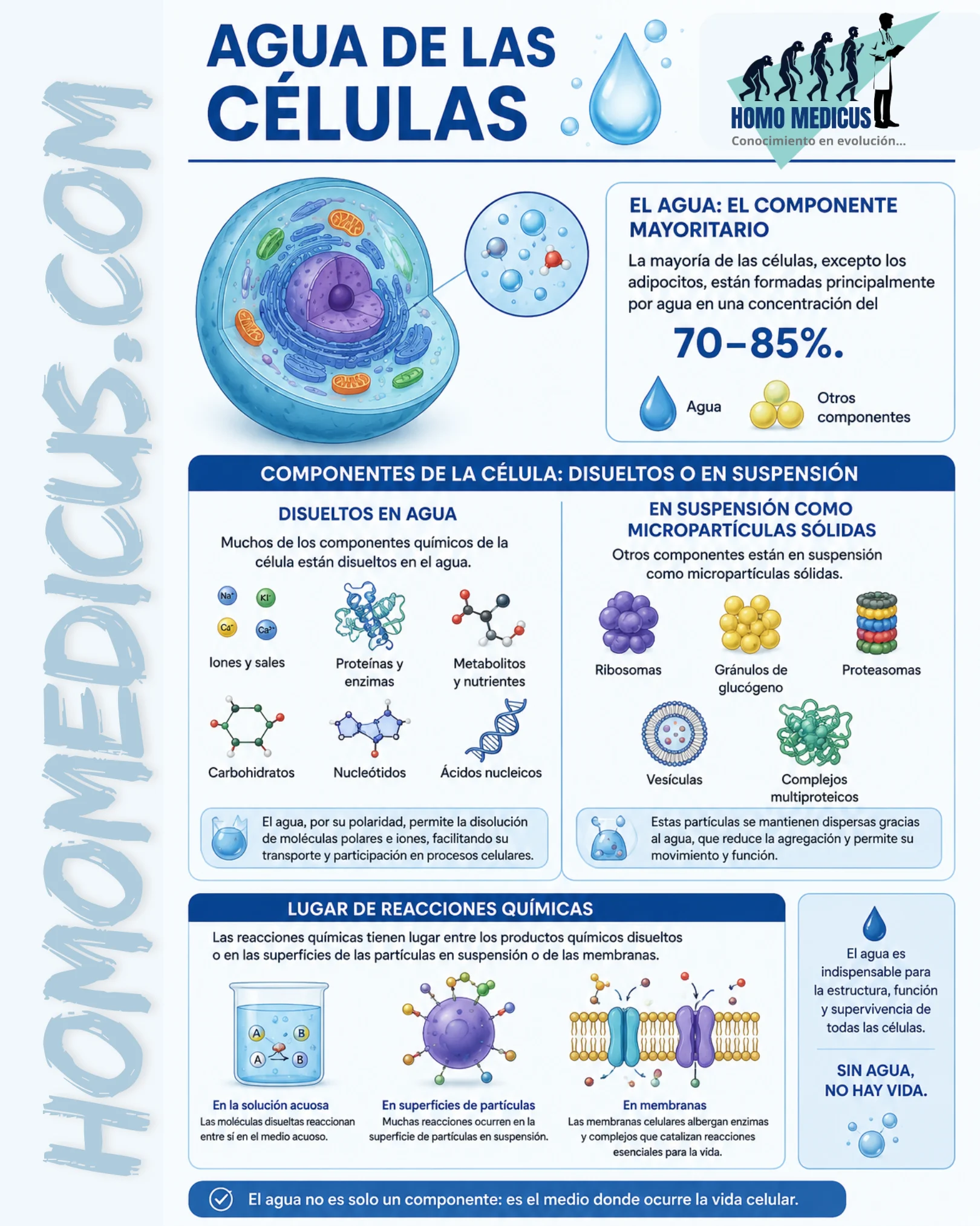 AGUA EN LAS CÉLULAS