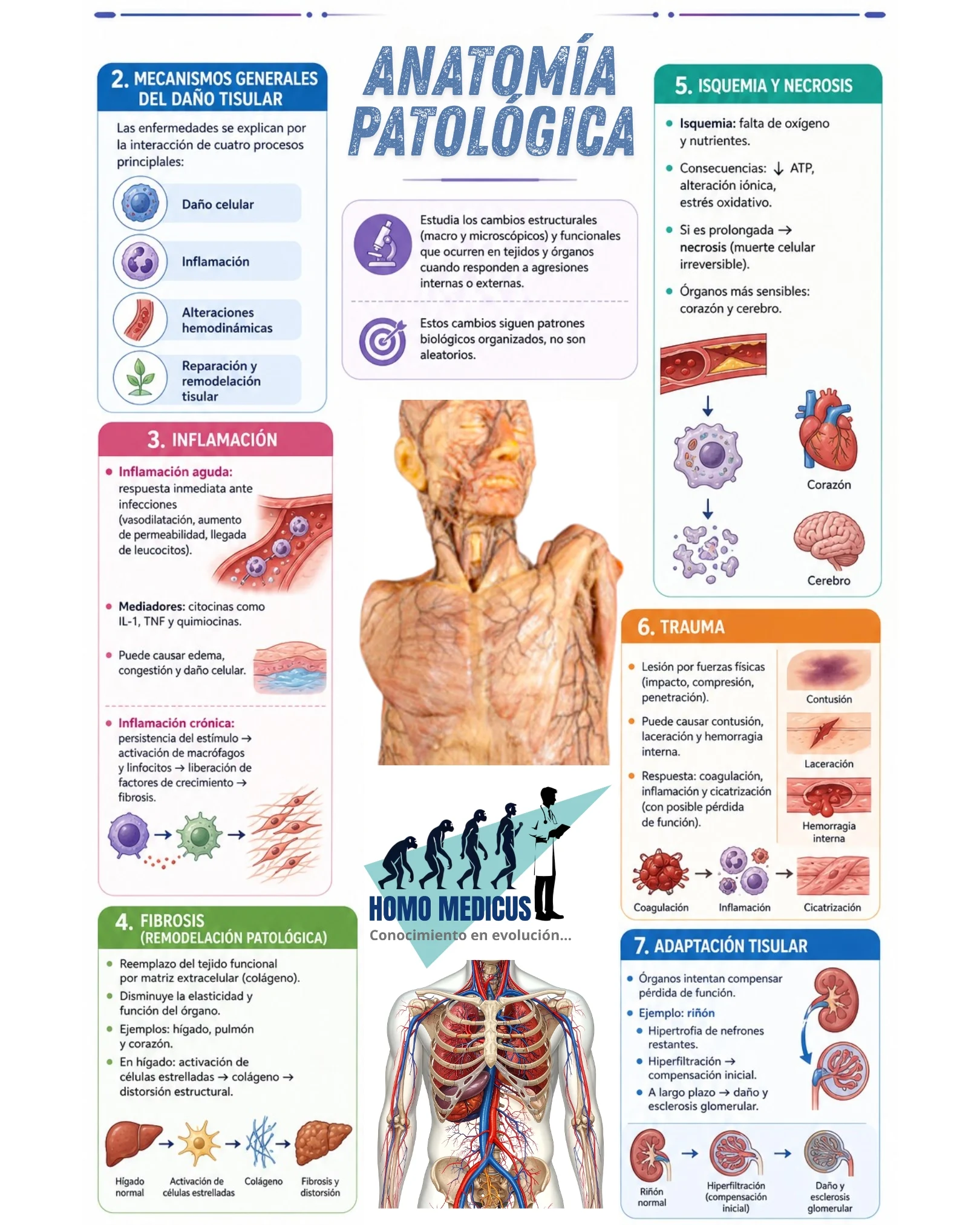 ANATOMÍA PATOLÓGICA ANATOMÍA PATOLÓGICA