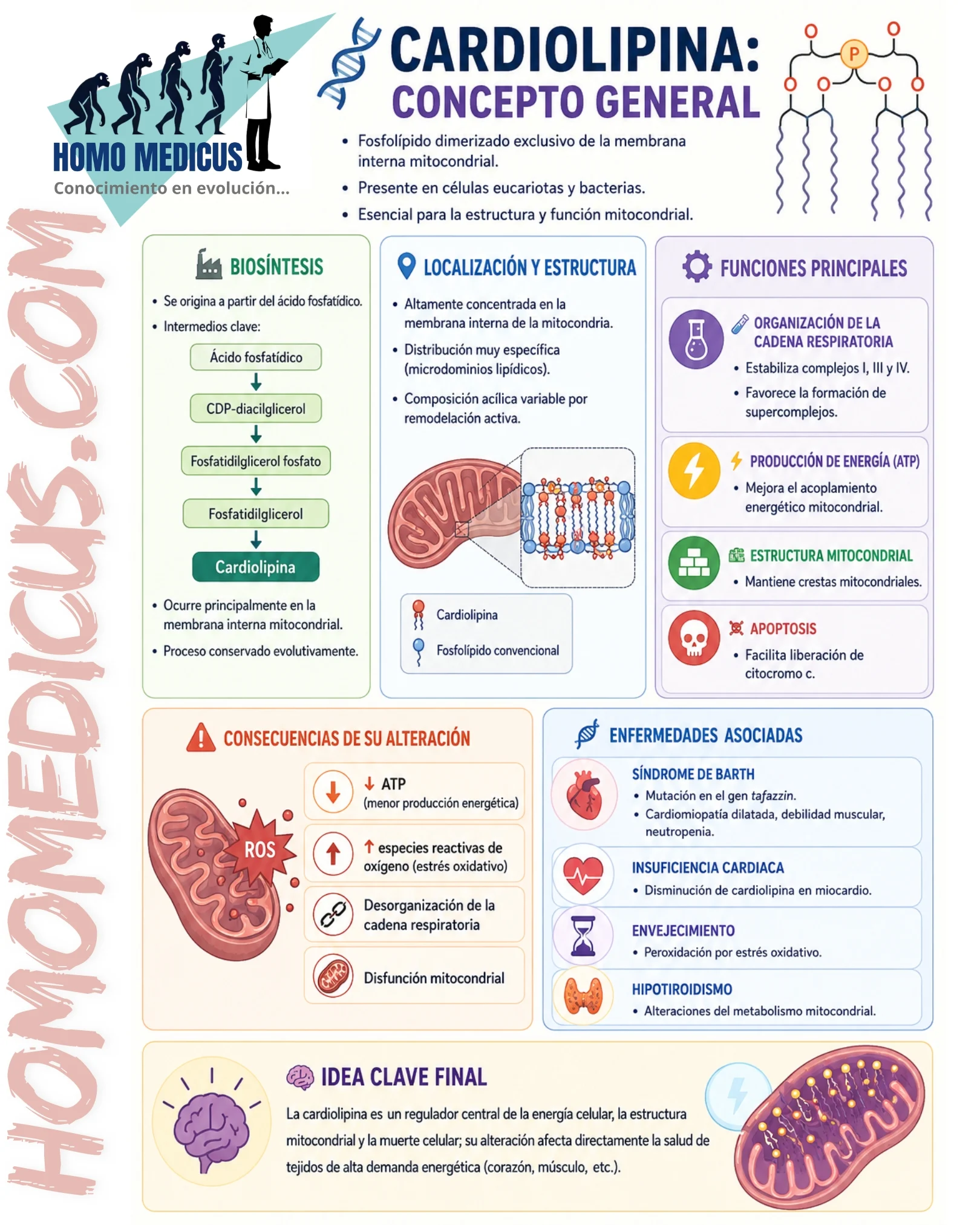 CARDIOLIPINA