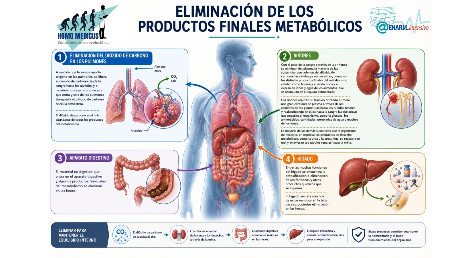 Eliminación de productos finales metabólicos