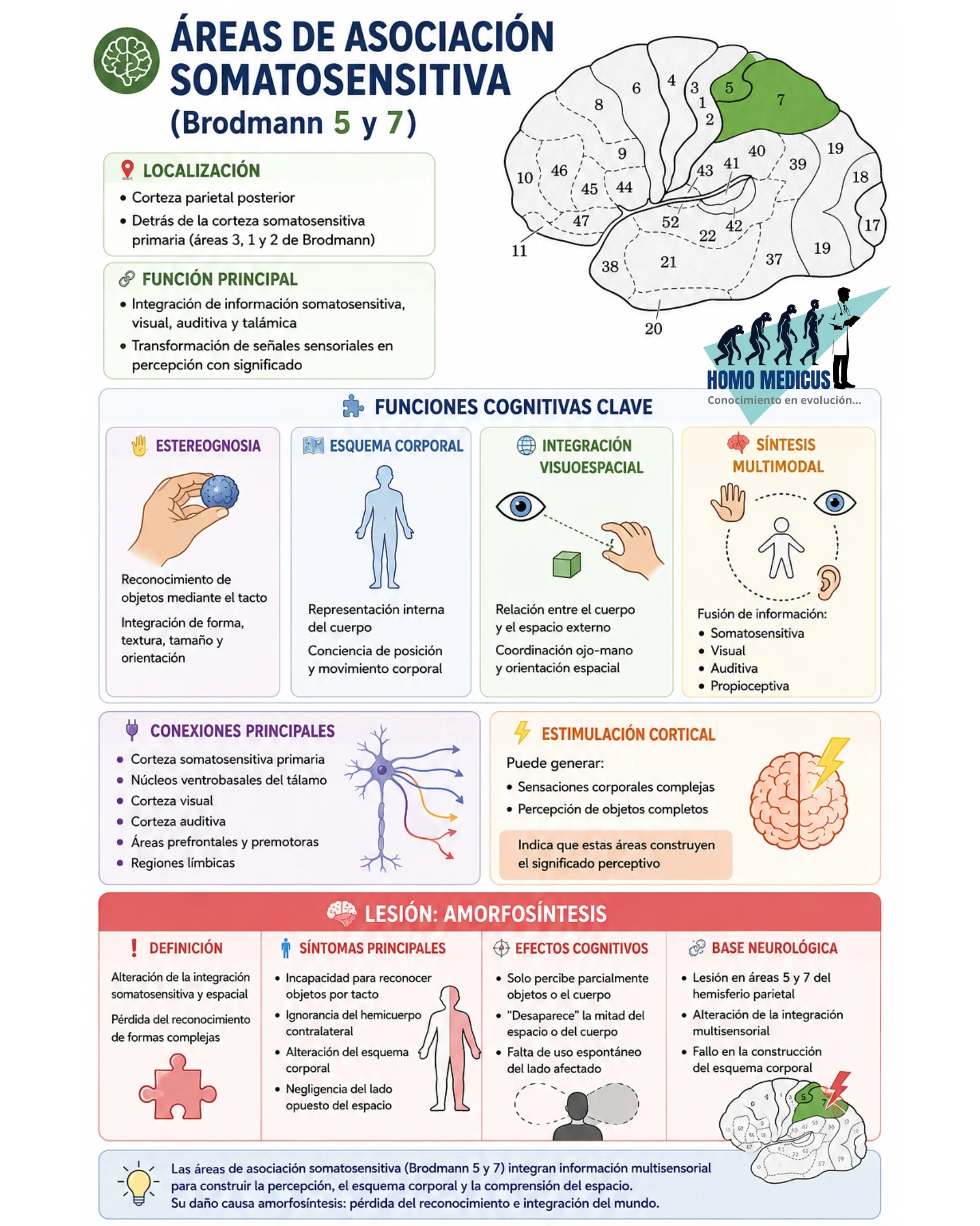 Áreas de integración somatosensitiva