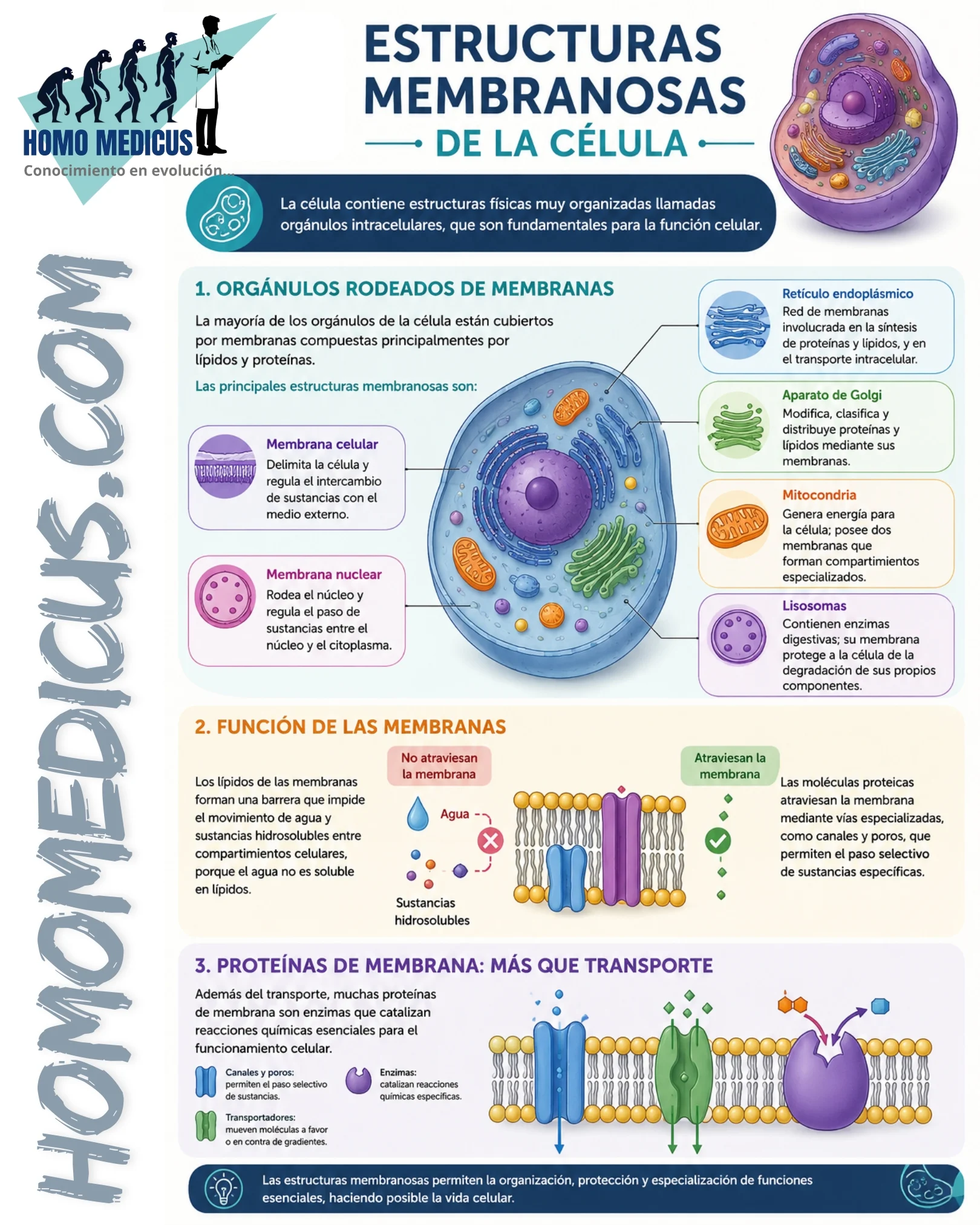 ESTRUCTURAS MEMBRANOSAS DE LA CÉLULA ESTRUCTURAS MEMBRANOSAS DE LA CÉLULA
