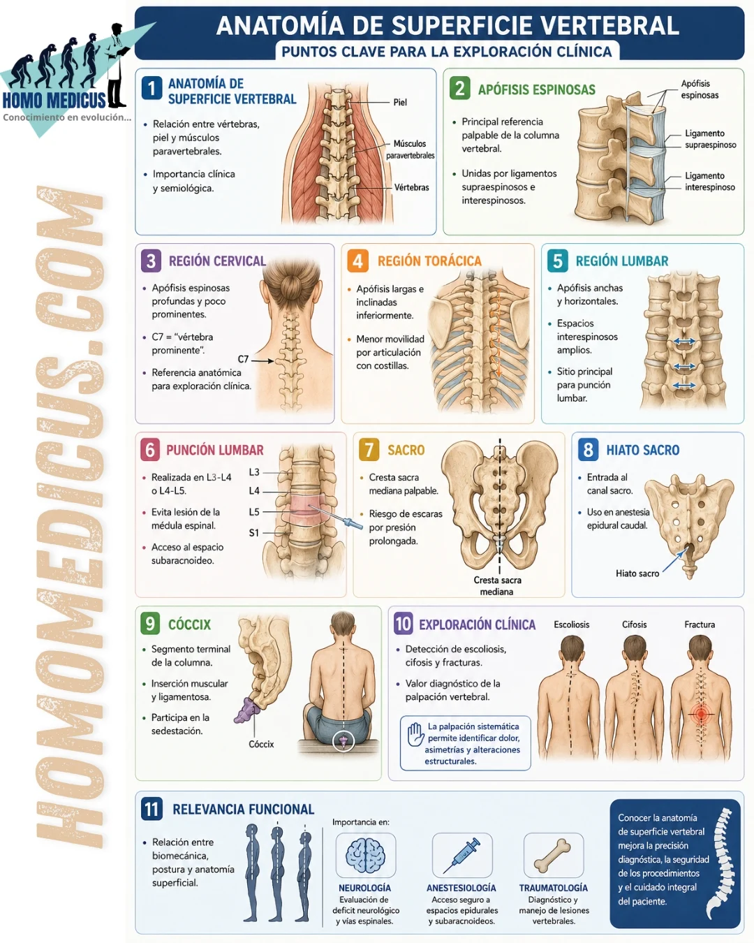 ANATOMÍA DE SUPERFICIE DE LA COLUMNA VERTEBRAL