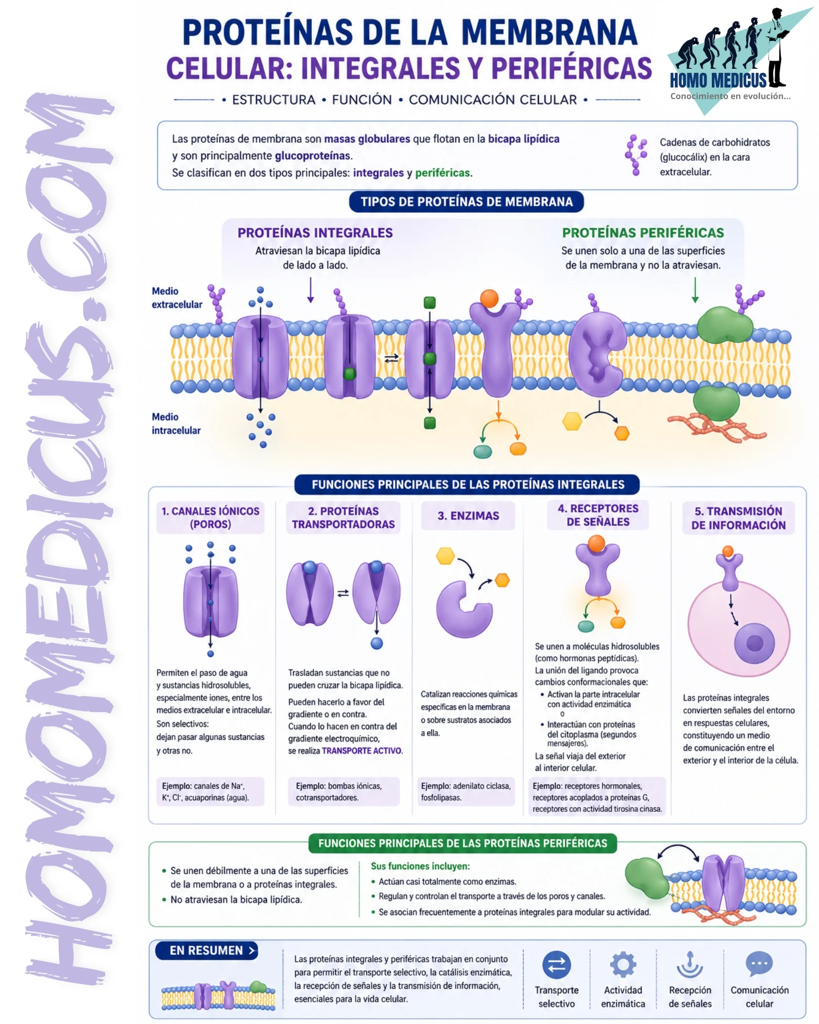 Proteínas integrales y periféricas de la membrana celular