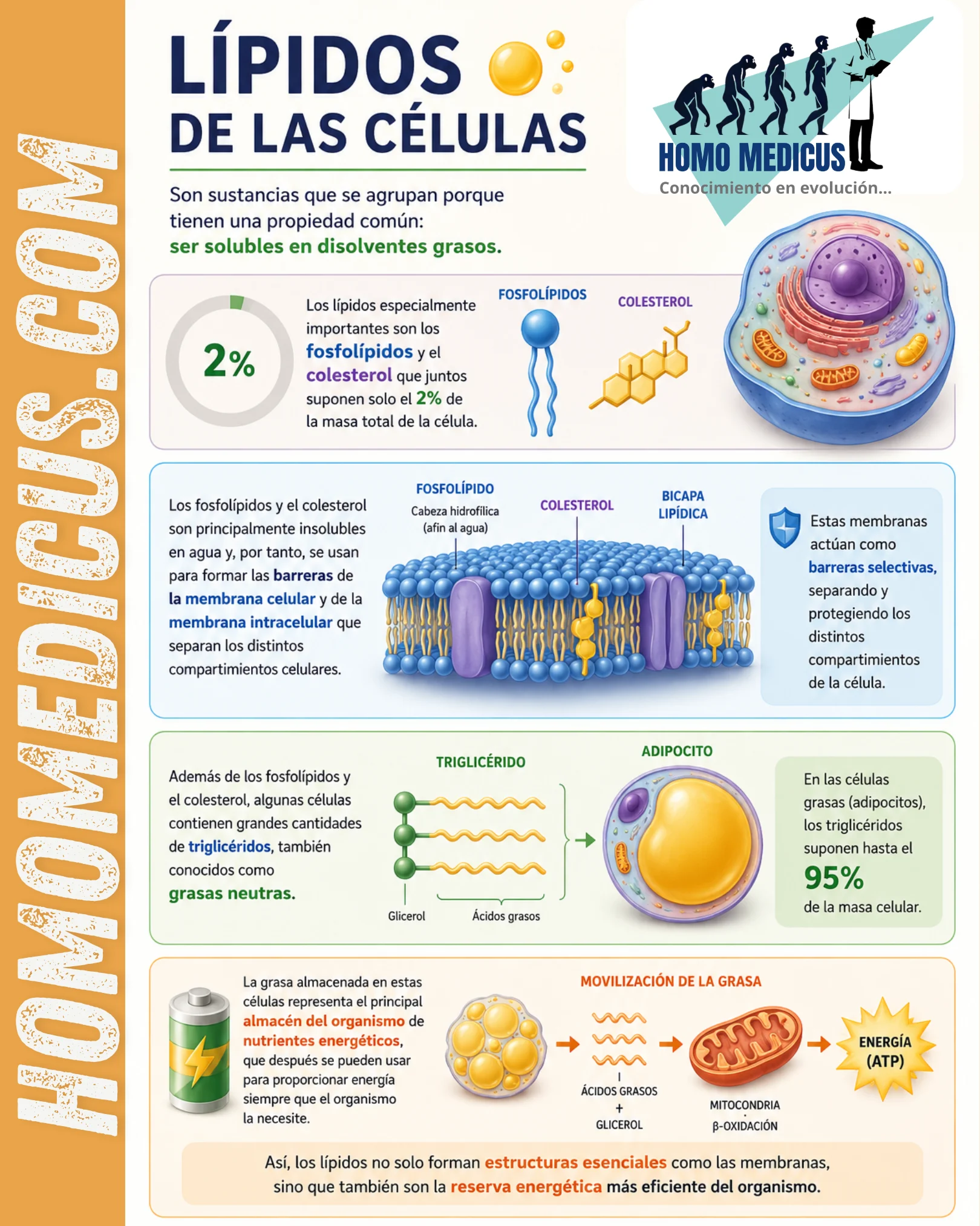 LÍPIDOS DE LAS CÉLULAS