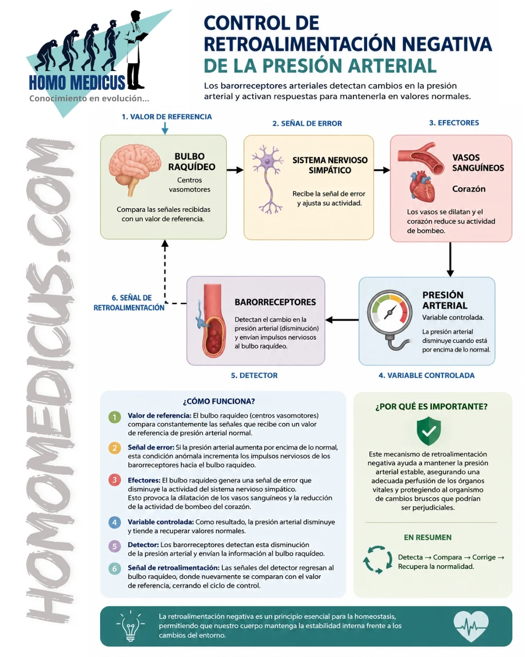 REGULACIÓN DE LA PRESIÓN ARTERIAL POR BARORECEPTORES