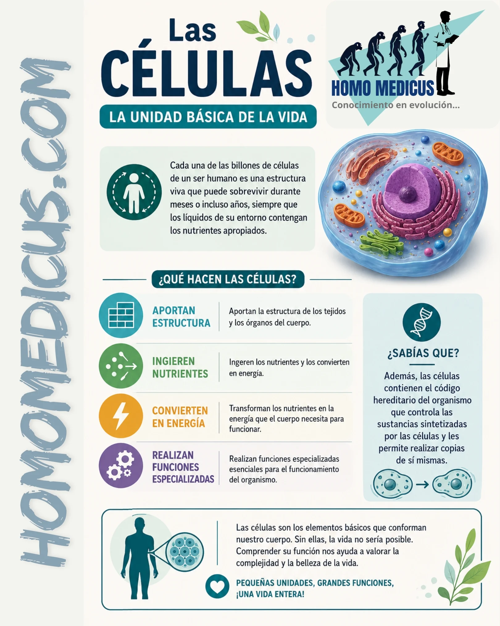 LAS CÉLULAS