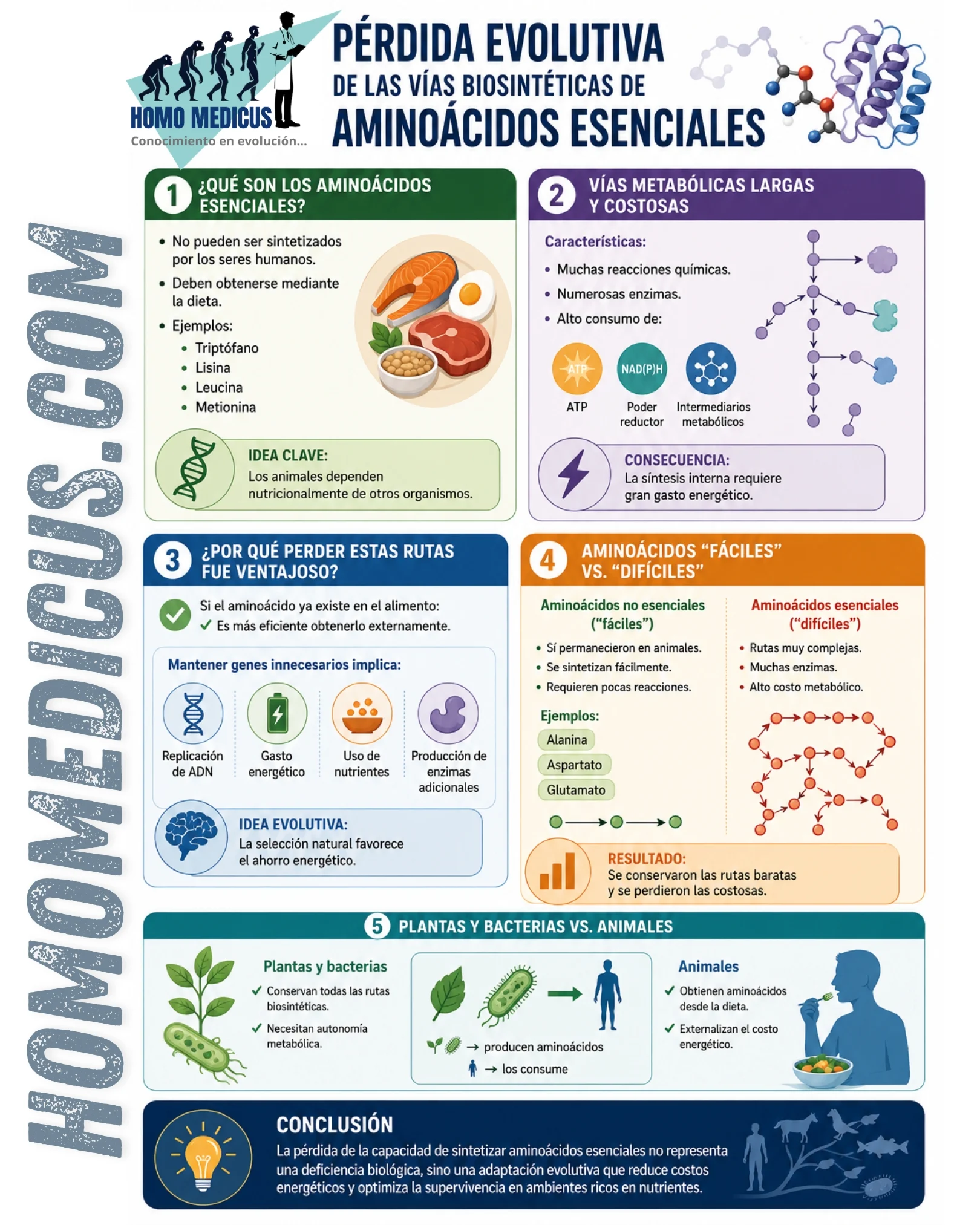 Perdida evolutiva de las vias biosisteticas de aminoácidos esenciales