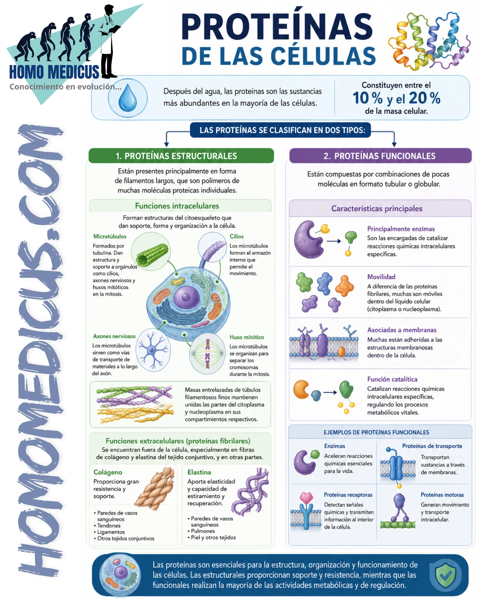PROTEÍNAS DE LAS CÉLULAS