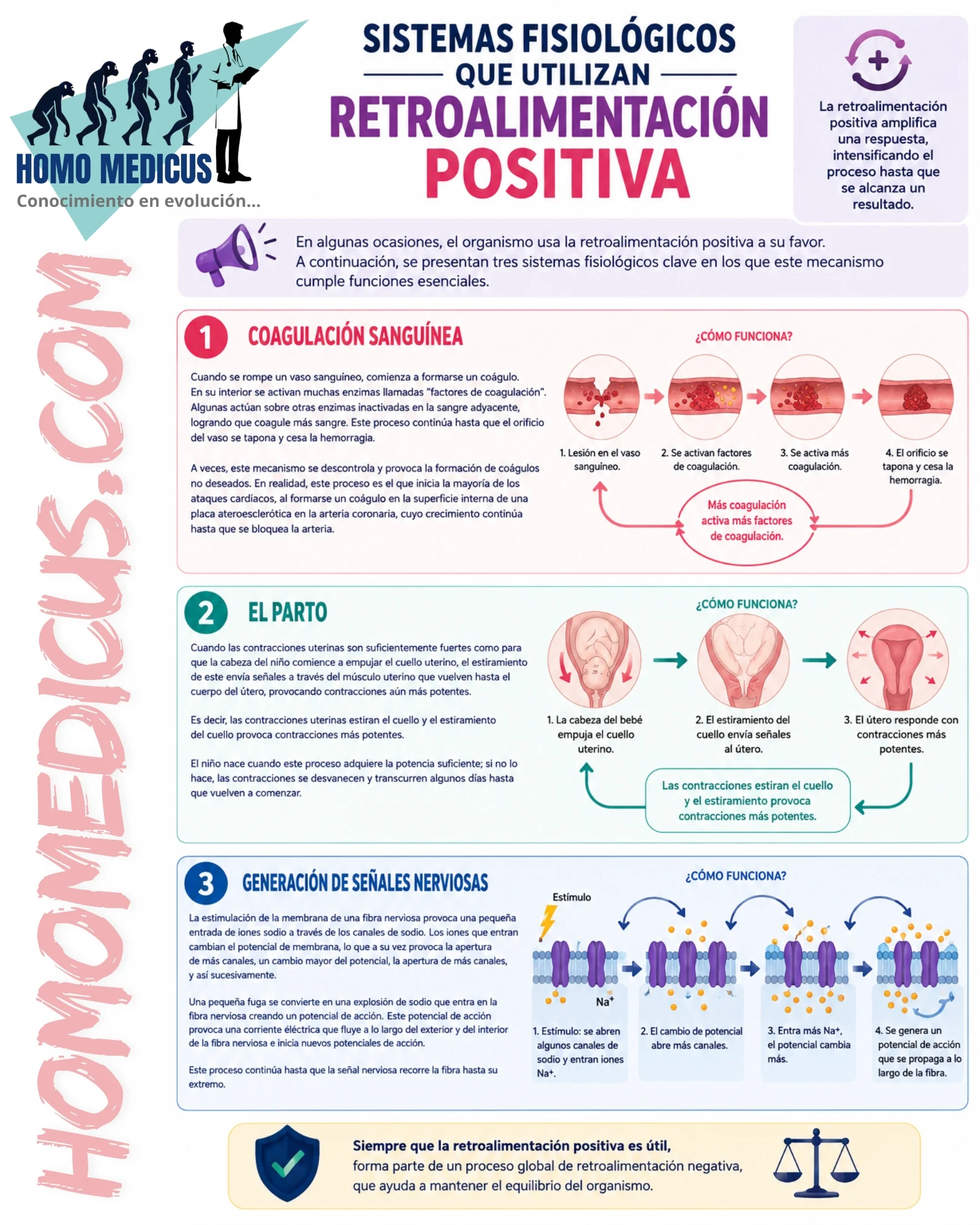 RETROALIMENTACIÓN POSITIVA