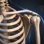 Cintura pectoral