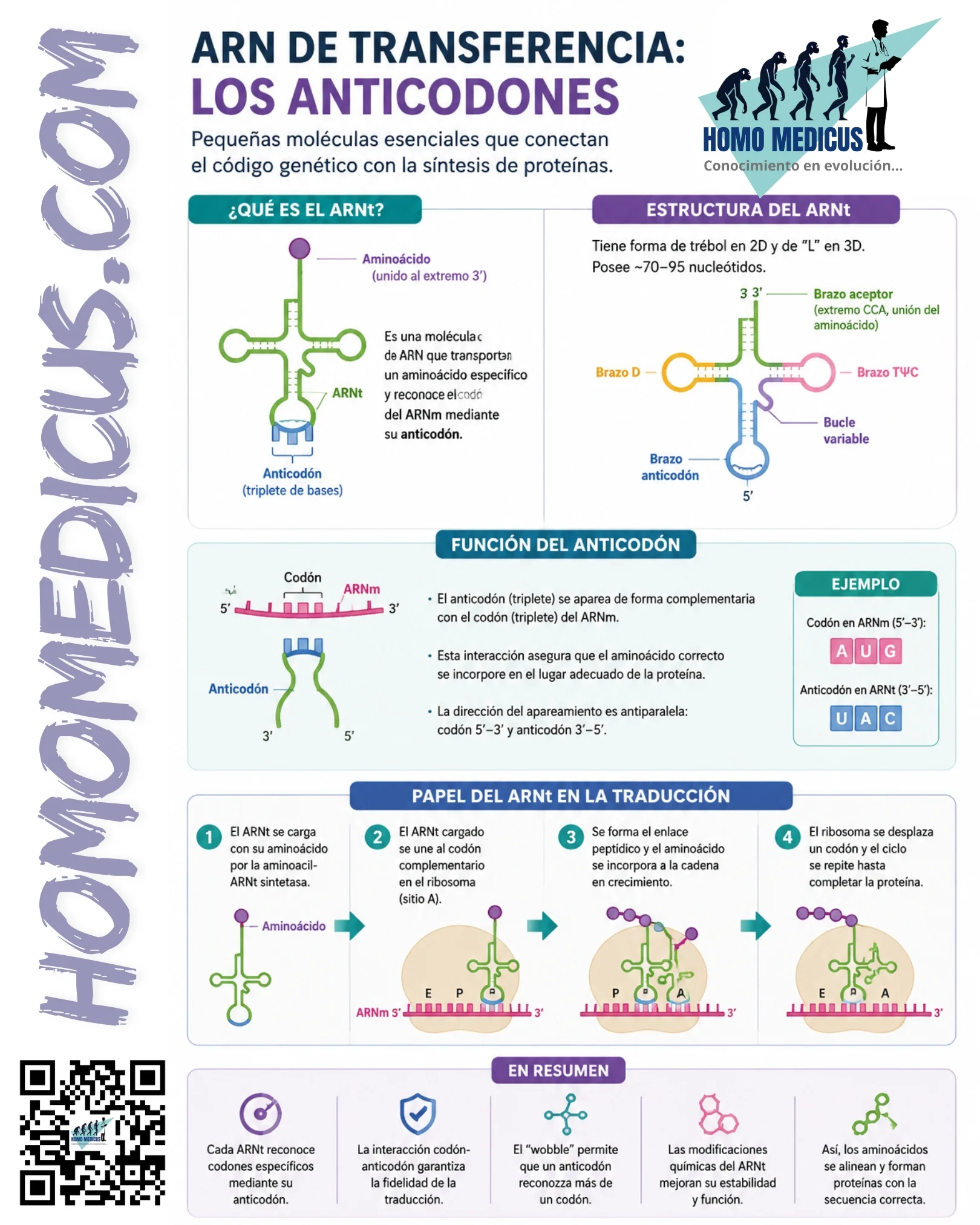 ARN DE TRANSFERENCIA ARN DE TRANSFERENCIA