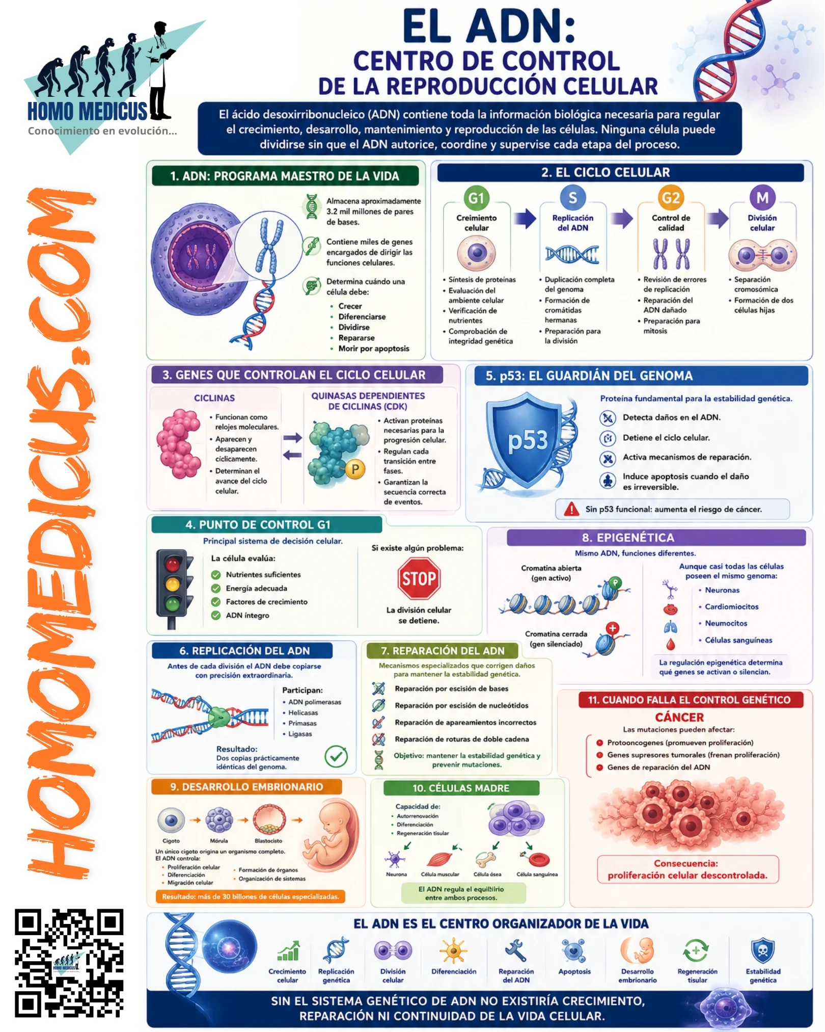 EL ADN CENTRO DE CONTROL DE LA REPRODUCCIÓN CELULAR EL ADN CENTRO DE CONTROL DE LA REPRODUCCIÓN CELULAR