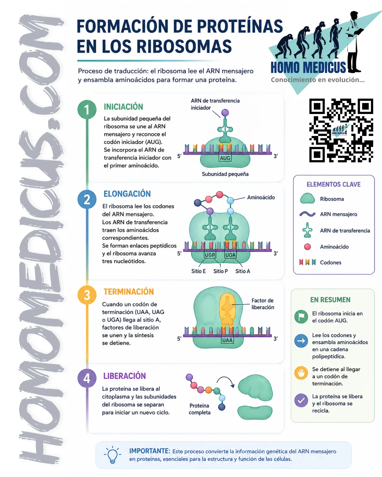 FORMACIÓN DE PROTEÍNAS EN LOS RIBOSOMAS FORMACIÓN DE PROTEÍNAS EN LOS RIBOSOMAS