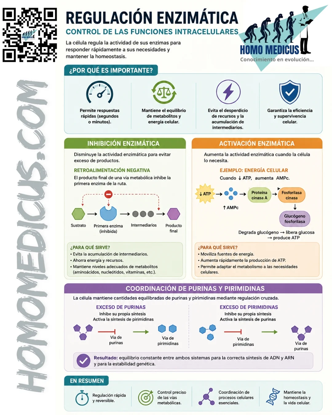 REGULACIÓN ENZIMATICA