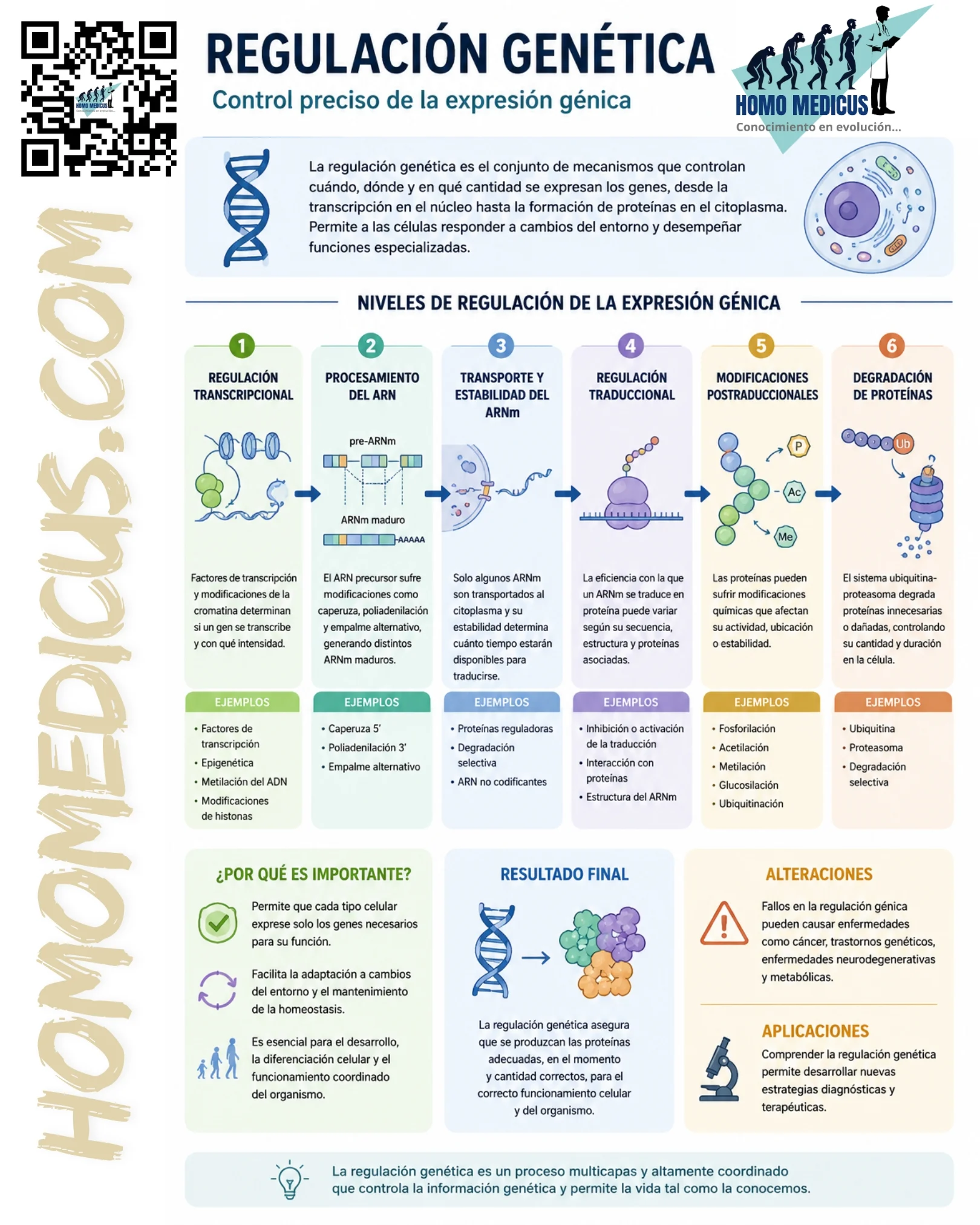 REGULACIÓN GENÉTICA