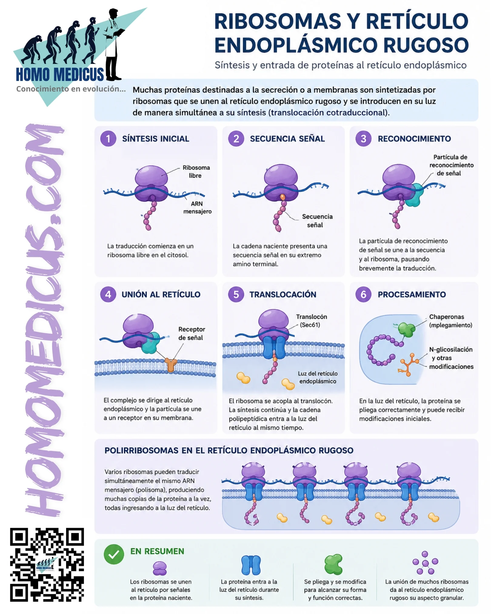 RIBOSOMAS Y RETÍCULO ENDOPLASMICO RUGOSO