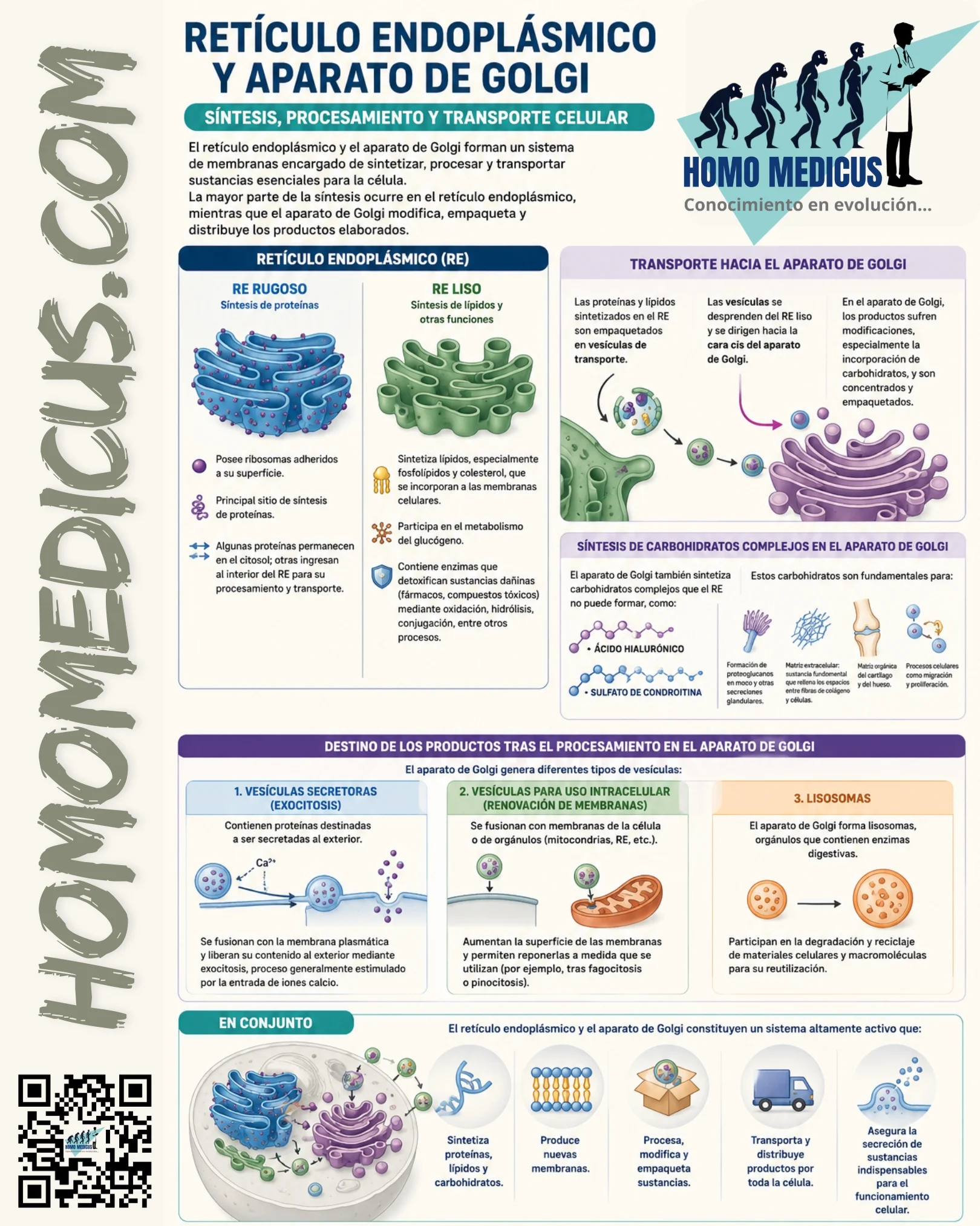 SÍNTESIS, PROCESAMIENTO Y TRANSPORTE EN EL RETÍCULO ENDOPLÁSMICO Y APARATO DE GOLGI SÍNTESIS, PROCESAMIENTO Y TRANSPORTE EN EL RETÍCULO ENDOPLÁSMICO Y APARATO DE GOLGI