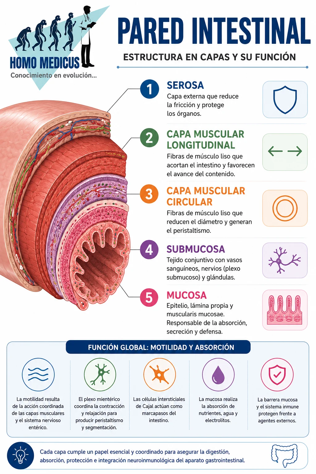 PARED INTESTINAL PARED INTESTINAL