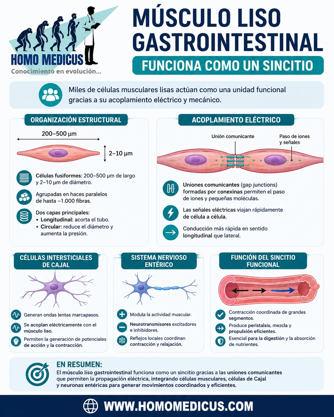 MÚSCULO LISO GASTROINTESTINAL